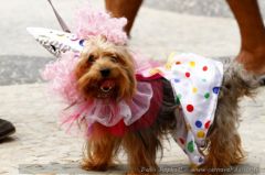 carnaval-chien-deguise-27.JPG